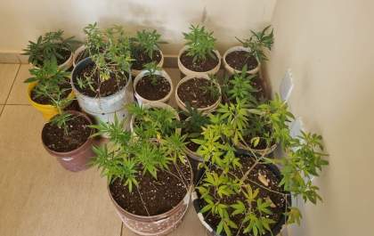 Jovem detido em casa com estufa para produção de maconha em Brejo Alegre tem prisão preventiva decretada