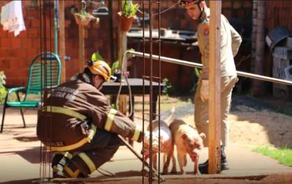 Bombeiros e PM de Chapadão do Sul capturaram os dois Pitbull que atacaram outros cães