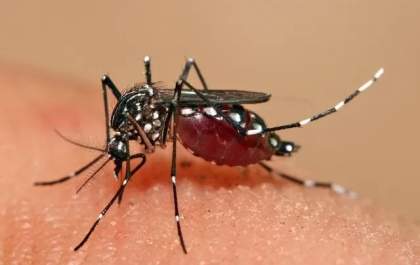 Alerta: Três Lagoas tem aumento de 15% nas notificações e confirma casos de dengue tipo 3