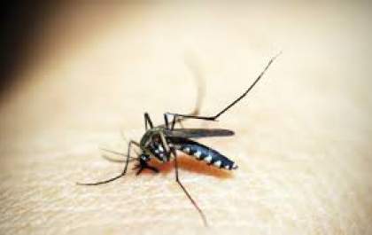 Dengue: Brasil registra 33 mortes em 2025, sendo 23 em SP; uma em Araçatuba