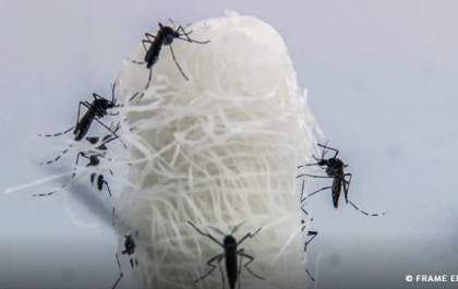 Mortes confirmadas por dengue em São Paulo dobram em 72 horas