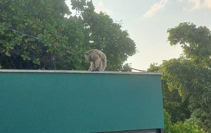 Sindy, mascote do SSPM, morre após choque de alta tensão em Três Lagoas