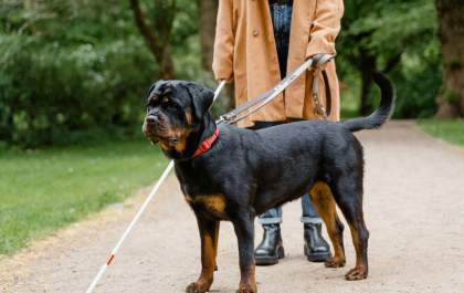Cães-guia promovem autonomia e inclusão social