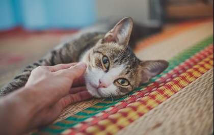 Como agir em emergências com pets e evitar complicações