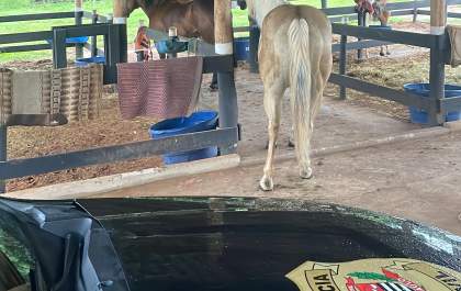 Polícia Civil apreendeu até cavalos de raça durante operação contra o tráfico