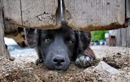 Ferramenta de MS registra 40 denúncias de maus-tratos de animais por semana