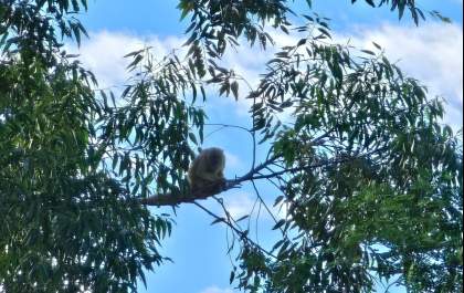 Macaquinha Sindy sobrevive a choque elétrico e reaparece em Três Lagoas