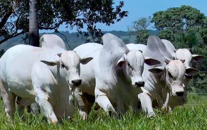 Governo de SP mantém isenção do ICMS para gado P.O&nbsp;