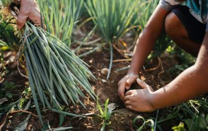 Desenrola Rural: agricultores familiares poderão renegociar dívidas a partir de 24 de fevereiro