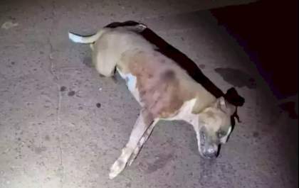 Pitbull é morto a pauladas após invadir residência e atacar mulher em MS