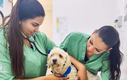Pets também precisam de cuidados especiais durante onda de calor
