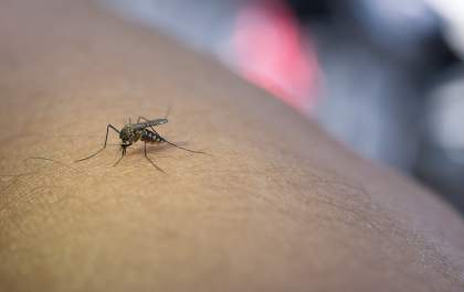 Atendimento para sintomas leves de dengue é ampliado em Birigui