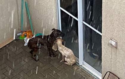 Tutora é multada por maus tratos a animais domésticos