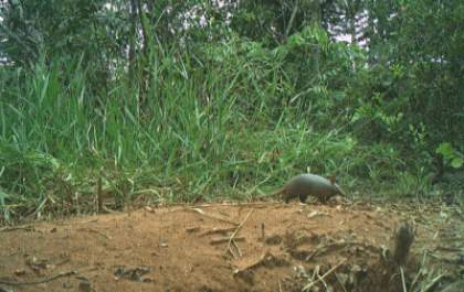 Descoberta rara: Pesquisadores identificam tatu-mirim em Três Lagoas