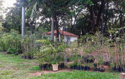 Meio Ambiente tem mudas de árvores disponíveis para doação