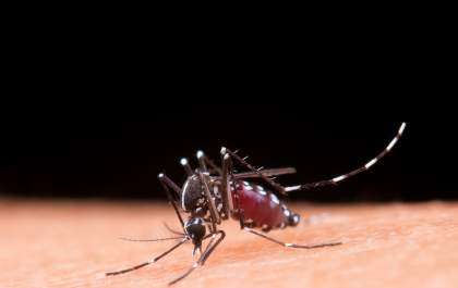 Dengue: SP decreta situação de emergência