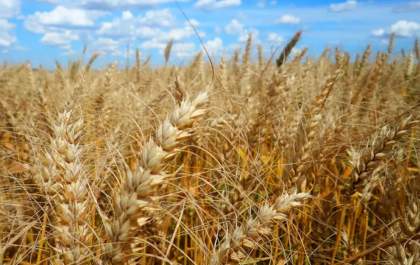 Agroecologia pode retardar efeitos da crise climática nas lavouras