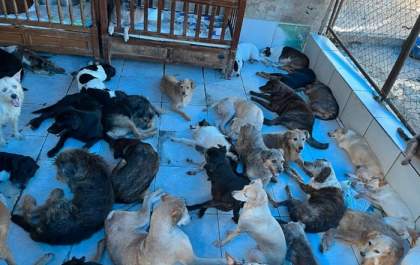 Protetora de animais falece e deixa 400 cachorros em situação de vulnerabilidade