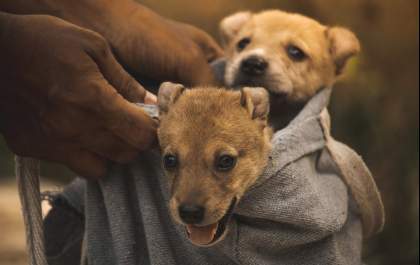 Adoção de pets: compromisso e responsabilidade