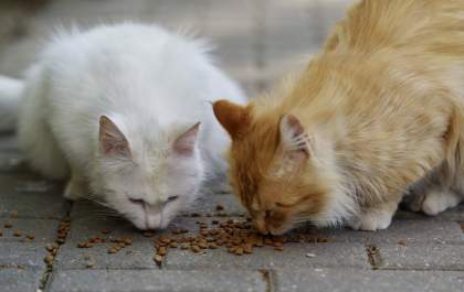 Entre o instinto e a seletividade: os hábitos alimentares dos gatos