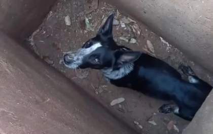Cachorros são resgatados após serem jogados e presos em bueiro