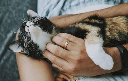 Cuidados anuais garantem a saúde dos cães e gatos