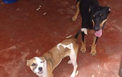 ABANDONO! Cadelas são resgatadas para adoção
