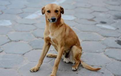 Vira-lata caramelo é o pet mais amado do Brasil, aponta pesquisa
