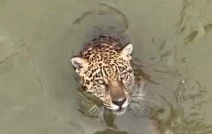 Onça-pintada se refresca em lago de zoológico e encanta internautas