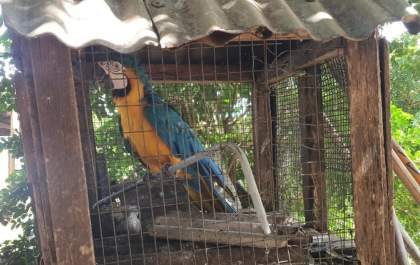 Apreensão de aves silvestres gera multa de R$ 5.500