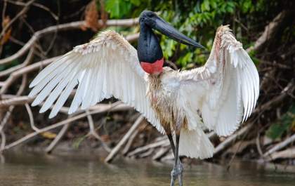 Tuiuiú pode se tornar ave símbolo do Pantanal sul-mato-grossense