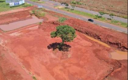 Prefeitura de Três Lagoas vai transplantar árvore de 8 metros
