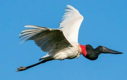 Projeto que reconhece tuiuiú como símbolo do Pantanal é aprovado
