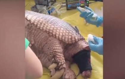 Tatu de 1,5 metros e 40 kg é capturado em Três Lagoas&nbsp;