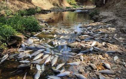 Peixes envenenados na quaresma
