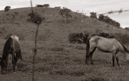 A importância do bem-estar animal no hipismo