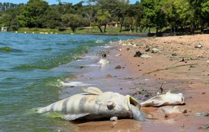 Poluição no Rio Tietê impede pescadores de trabalhar em cidades do interior de SP durante Quaresma: 'Motores estão entupindo'