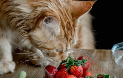 Alternativas naturais ganham espaço na alimentação dos pets