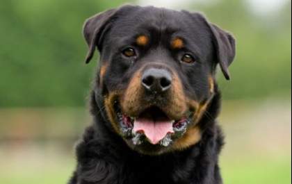 Tutor é condenado por Rottweiler atacar mulher com cãozinho no colo em Araçatuba