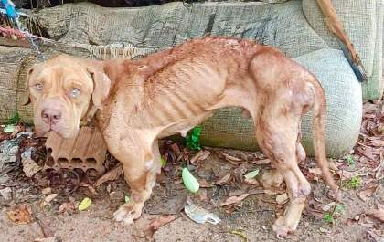 Homem de 26 anos é preso em flagrante em razão de maus tratos contra um pitbull
