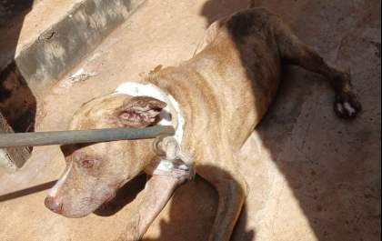 Cão é resgatado com apoio da Guarda Municipal após denúncia de maus-tratos