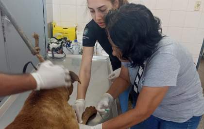 Pit bull resgatado em Araçatuba segue em recuperação