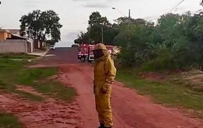 Ataque de abelhas deixa dezenas de feridos e mata mulher de 42 anos em Andradina