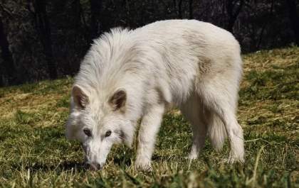 Empresa de biotecnologia “revive” lobo pré-histórico extinto há 13 mil anos