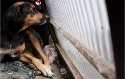 Cadela se recusa a abandonar filhotes mortos em incêndio