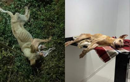 Estudantes da UFMS resgatam cachorrinha e pedem ajuda para custear tratamento
