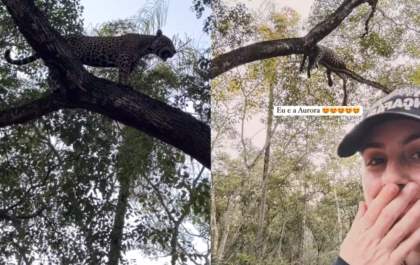Onça-pintada surpreende grupo ao subir em árvore e observar turistas no Pantanal