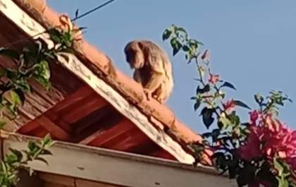 Macaco em telhado próximo da 'Nova Pompeu' chama a atenção de morador