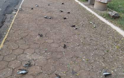 Dezenas de andorinhas aparecem mortas na Praça do TG