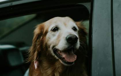 Feriado prolongado movimenta viagens com pets